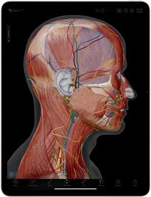 Ứng dụng Human Anatomy Atlas hiển thị trên iPad Air